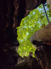 View from inside hollow tree looking up at green leaves and blue sky, symbolizing nature, ecology, growth, forest environment and inspirational natural perspective.
