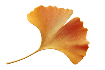 Naklejka premium Golden ginkgo leaf close-up with curved fan shape and radiating veins, cut out