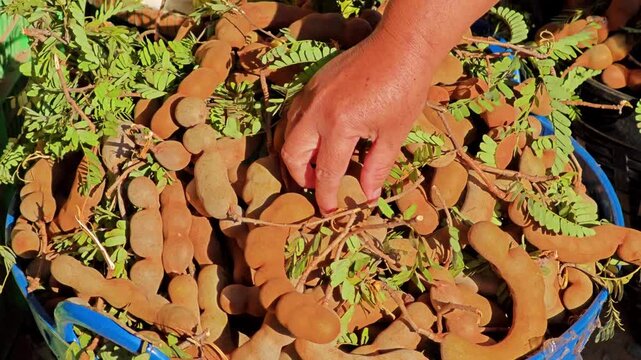 Tamarind fruits pods with leaves.