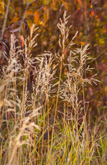 A close-up shot of wild wheat grass at autumn time