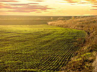 Young shoots turn green in even rows on a field under the warm light of the sunset