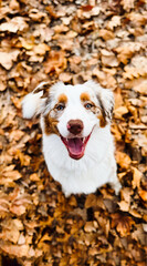 Happy Australian Shepherd Smiling Amidst Vibrant Autumn Leaves with Merle Coat