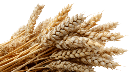 Golden Wheat Stalks Harvest Bounty Agriculture