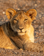Lion cub enjoying the last of the afternoon sun