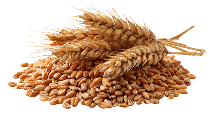 Wheat grains and stalks harvest agriculture food