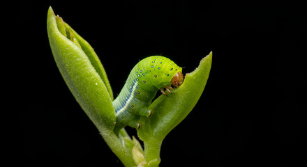 Bright green caterpillar crawling on a leaf bud against black background, showing detailed texture and vivid colors.