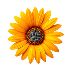 Vibrant Golden Daisy Flower with Yellow Petals and Dark Center