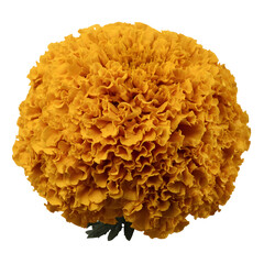 Golden Marigold Bloom A Radiant Floral Impression