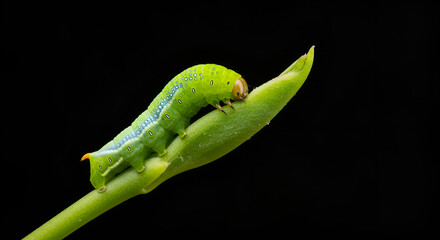 Bright green caterpillar crawling on a leaf bud against black background, showing detailed texture and vivid colors.