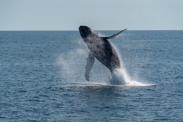 Fototapeta premium Humpback whale breaching in the Gulf of Maine