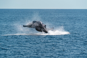Fototapeta premium Humpback whale breaching in the Gulf of Maine
