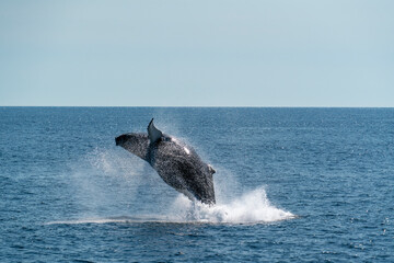 Fototapeta premium Humpback whale breaching in the Gulf of Maine