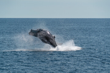 Fototapeta premium Humpback whale breaching in the Gulf of Maine