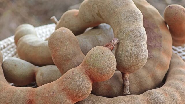 Tamarind fruits pods with leaves.