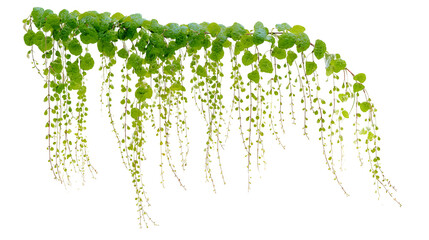 Lush green vine cascading down with vibrant leaves and stems against a black background