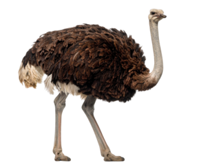 Realistic Ostrich Standing Tall, Side View, Isolated on Transparent Background