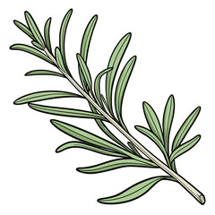 Fresh rosemary herb sprig illustration