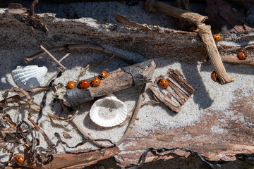 ladybirds on a piece of wood with shells