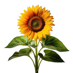 Obraz premium sunflower plant with green leaves isolated on white or transparent
