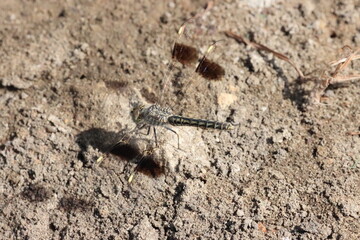 dragonfly on the ground in the wild, closeup of photo