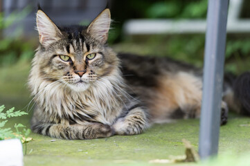 Liegende Maine Coon Katze auf der Terrasse