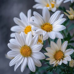 Fototapeta premium Close-up of white daisies (1)