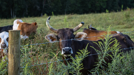 Cattle in the field staring at me.