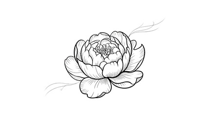 Elegant white peony flower illustration with detailed lines on a black background, perfect design.