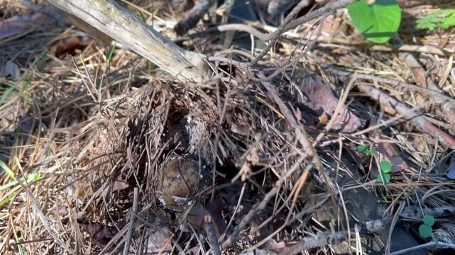 Wooden stick removing dry grass and pine needles revealing an earthball mushroom