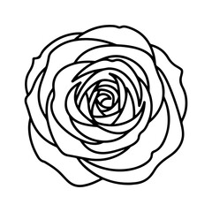 Rose flower outline with transparent background