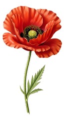 A single, vivid red poppy bloom with intricate details in its petals and a textured green stem.