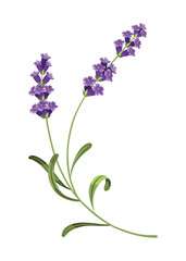 Naklejka premium Lavender. Vector illustration of lavender, Provence flowers on a white background. Element from lavender flowers