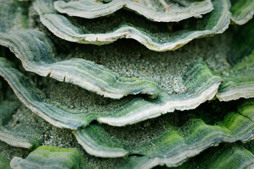 Hairy bracket fungus with green algae close-up. Forest details.