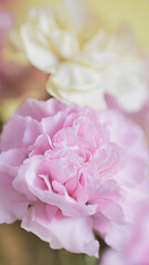 Macro view of pink and yellow  carnation flower.