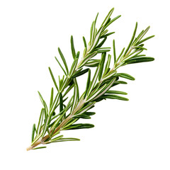 Fototapeta premium Fresh Rosemary Herb Sprig Isolated on White Background for Culinary Design