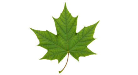 Isolated green maple leaf with veins for decoration, graphic elements, clip art, and print