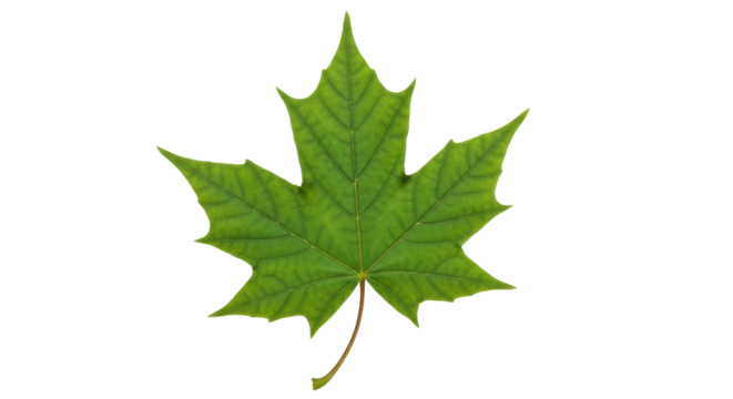 Isolated green maple leaf with veins for decoration, graphic elements, clip art, and print