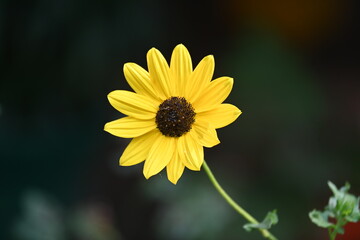 Sunflowers in the garden. Its other name Helianthus. perennial flowering plants of the daisy family. It is a food crops for humans, cattle, and poultry. 
Pure edible oil is extracted from its seeds.