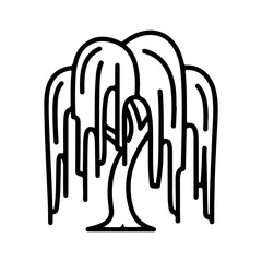 Weeping willow tree with transparent background