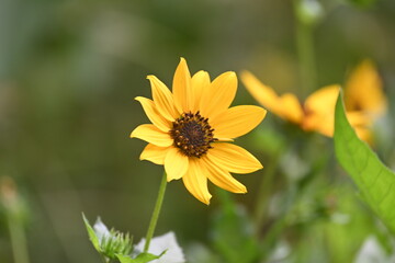Sunflowers in the garden. Its other name Helianthus. perennial flowering plants of the daisy family. It is a food crops for humans, cattle, and poultry. 
Pure edible oil is extracted from its seeds.