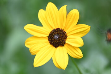 Sunflowers in the garden. Its other name Helianthus. perennial flowering plants of the daisy family. It is a food crops for humans, cattle, and poultry. 
Pure edible oil is extracted from its seeds.
