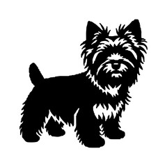 Yorkshire terrier dog with transparent background