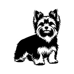 Yorkshire terrier dog with transparent background