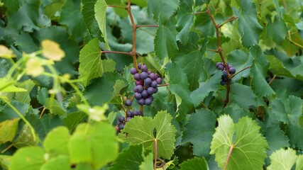 Winery Grapes Waiting for Autumn Harvest
