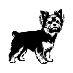 Yorkshire terrier dog with transparent background