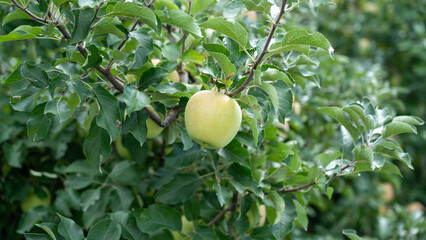 Green Apples with Lush Green Leaves