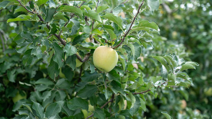 Green Apples with Lush Green Leaves