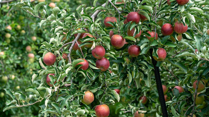 Ripe Apples Before Harvest