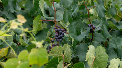 Winery Grapes Waiting for Autumn Harvest