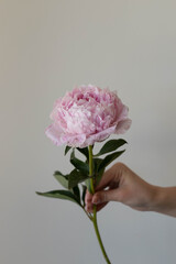 flower peony pink